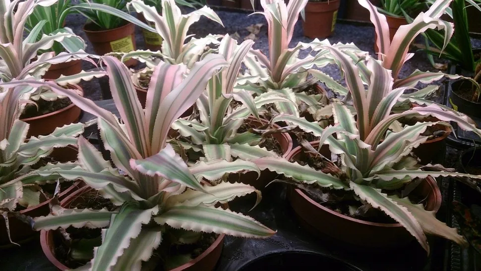 Cryptanthus 'Pink Starlite' in pot