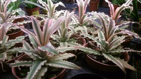 Cryptanthus 'Pink Starlite' in vaso