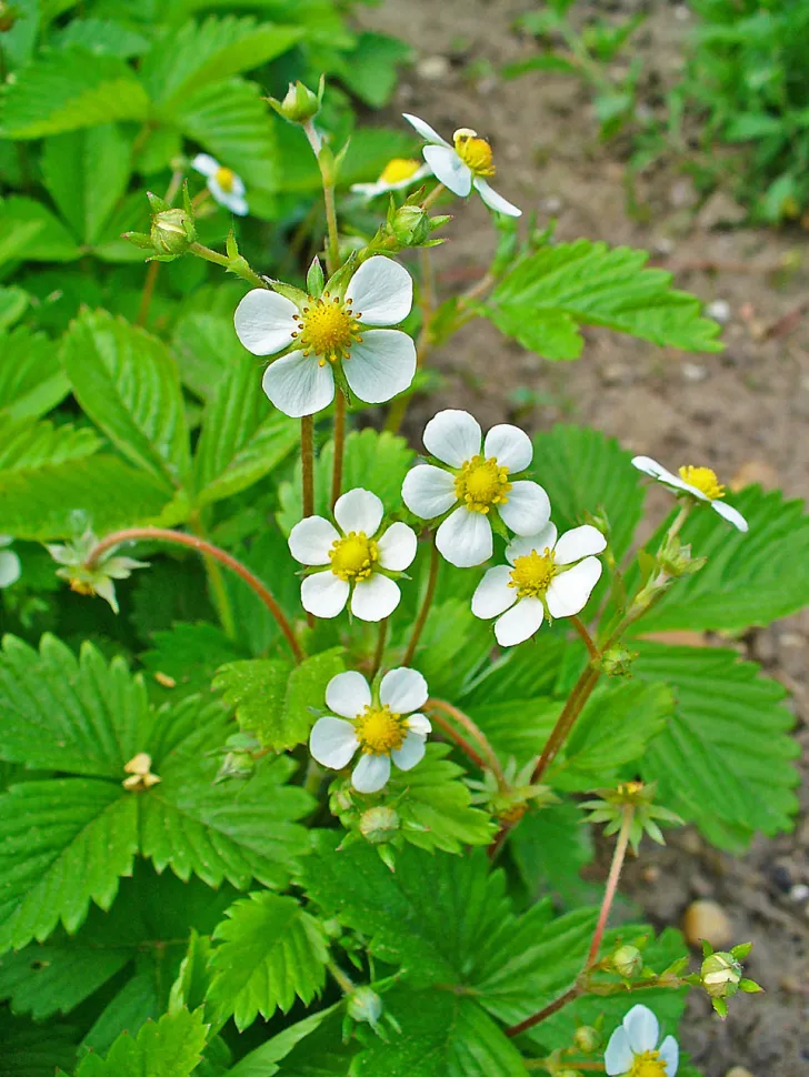 Flores de morango silvestre