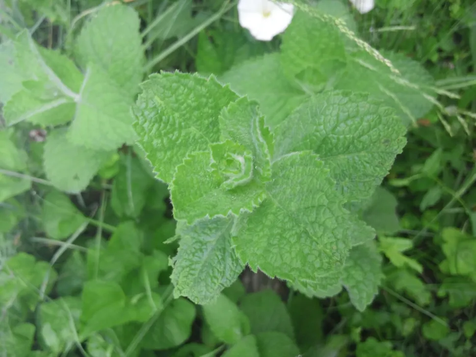 Folhas verdes Mentha rotundifolia