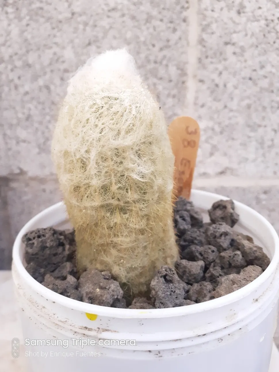 Uldkoglekaktus i potte Espostoa lanata