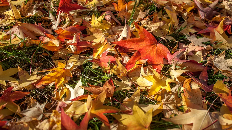 Foglie che cadono a terra in autunno