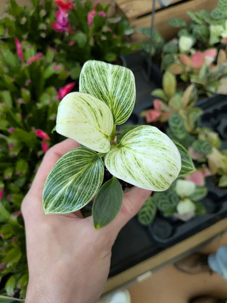 Philodendron erubescens 'Birkin