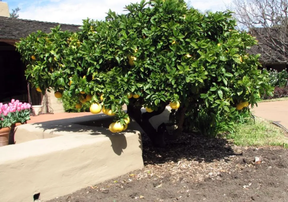 Obstbaum Citrus x paradisi gelbe Zitrusfrüchte im Freiland