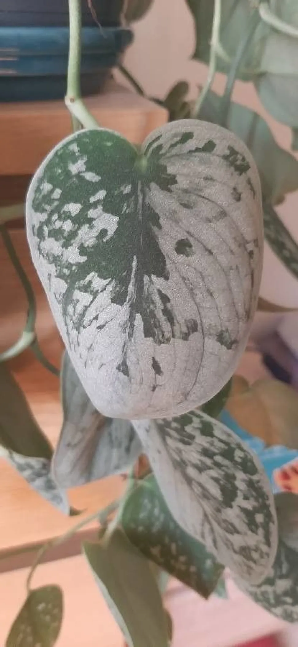 Grünes und silbernes Blatt Pothos Silvery ann