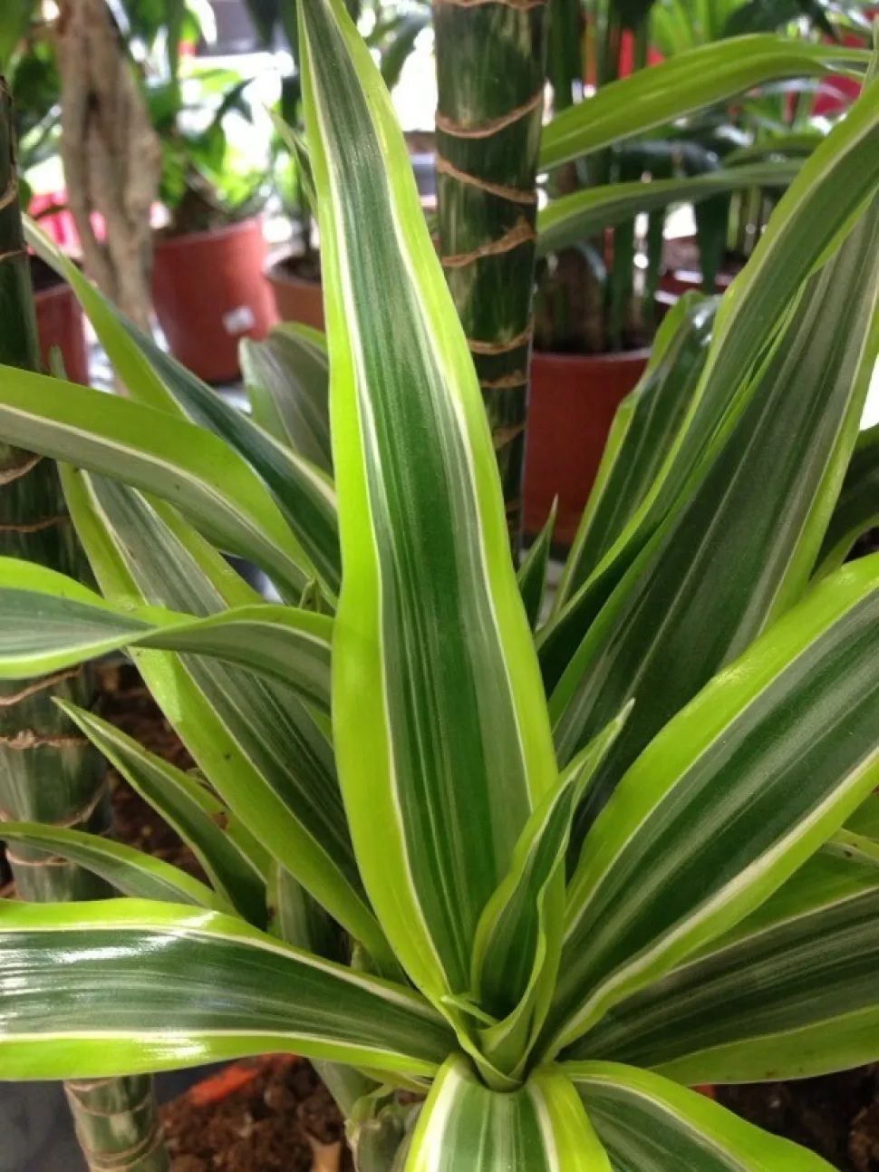 Bladeren van de geurende drakenboom 'Lemon Lime