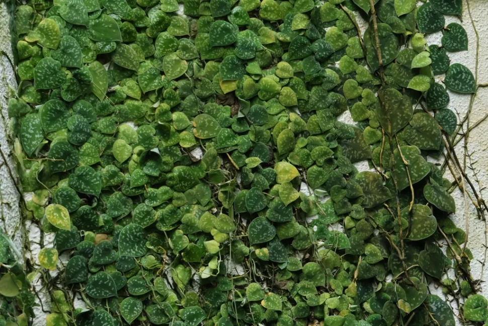Scindapsus argyraeus klatreplante