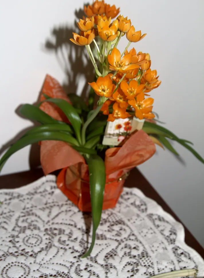 Ornithogalum dubium im Topf