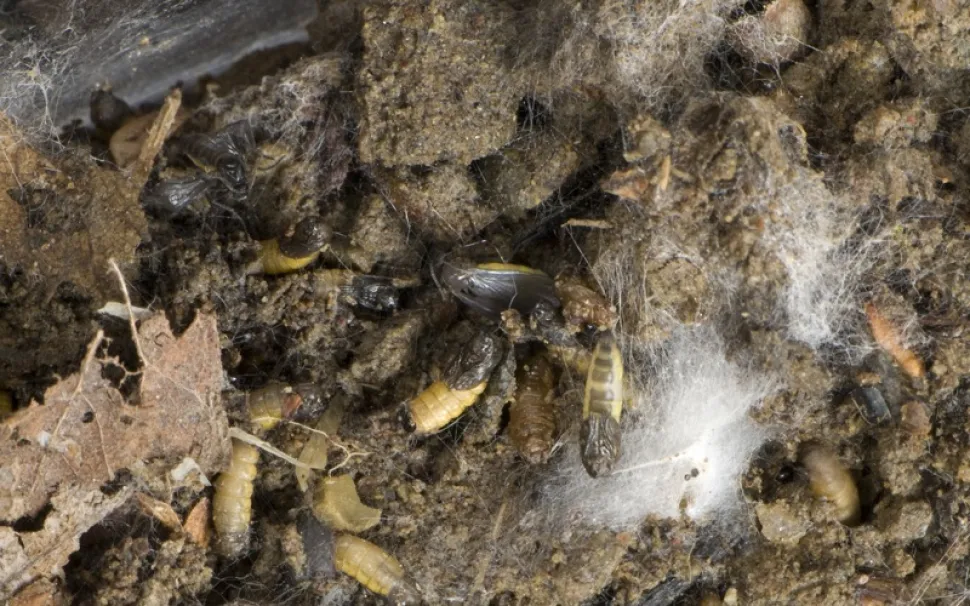 Pupae de Sciara