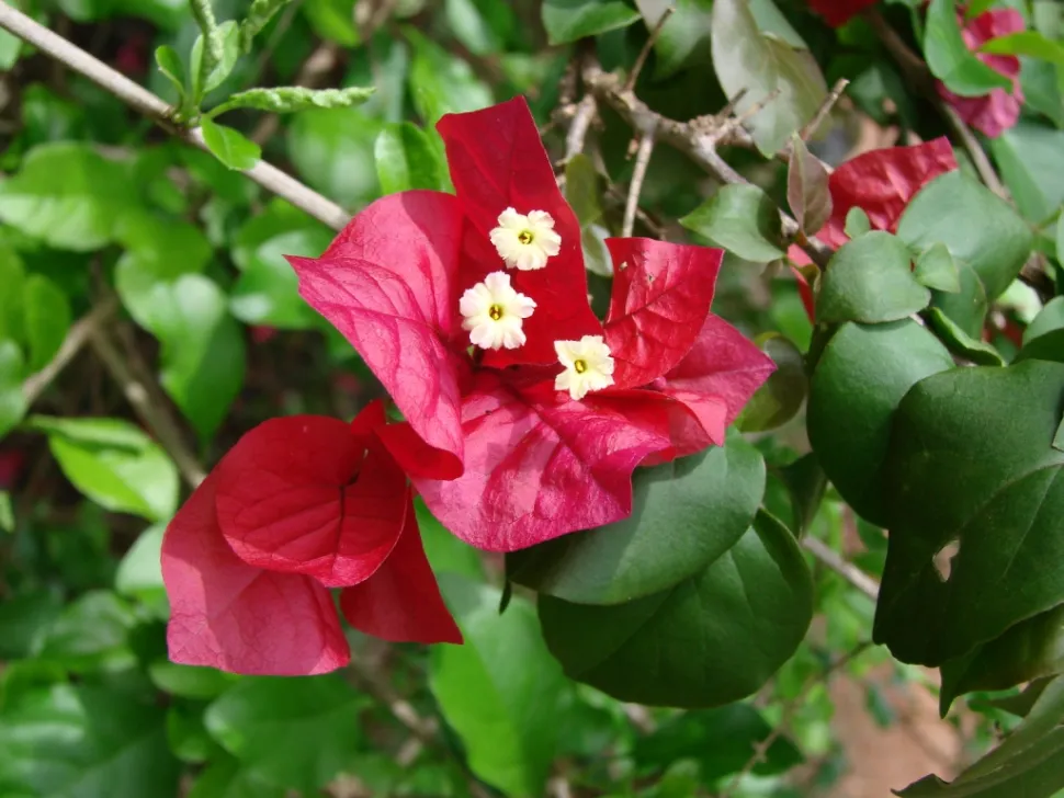 Bougainvillea spectabilis con brácteas rosas y flores blancas