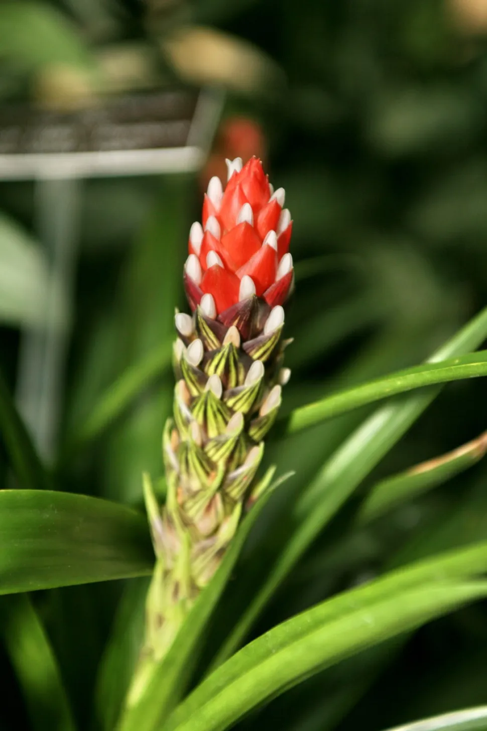 Rode en gele bloeiwijze Guzmania monostachia