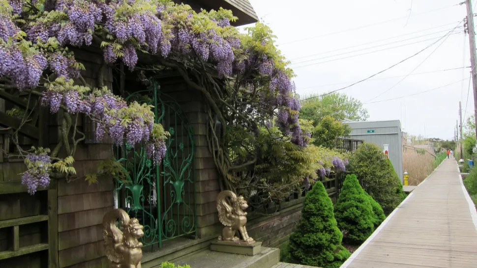Glycine from China on a facade