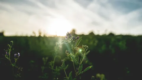 Fleur aux pétales pourpre