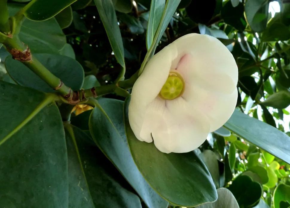 Flor de Clusia major