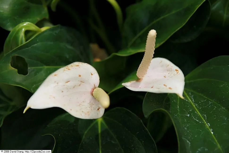 Anthurium clarinevirum fiore