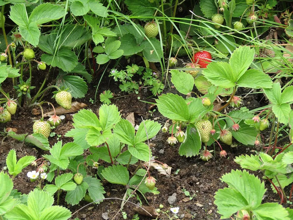 Fragaria x ananassa en el suelo