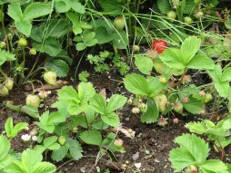 Fragaria x ananassa no solo