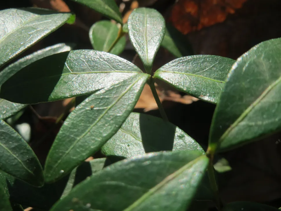 Grünes, lanzettliches Blatt Kleines Immergrün