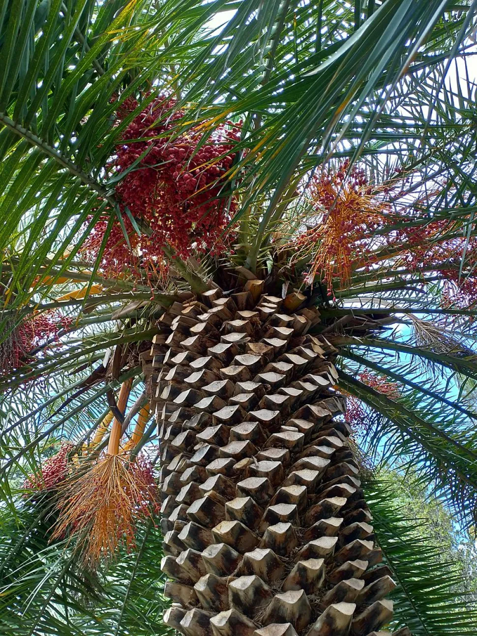 Kronen der Kanarischen Palme von unten