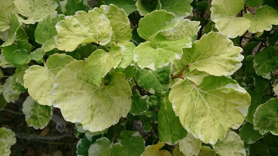 Bladeren Polyscias balfouriana