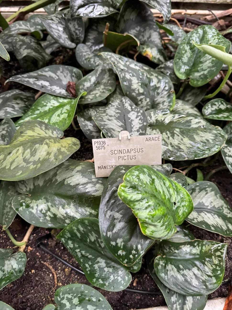 Scindapsus pictus kriechend