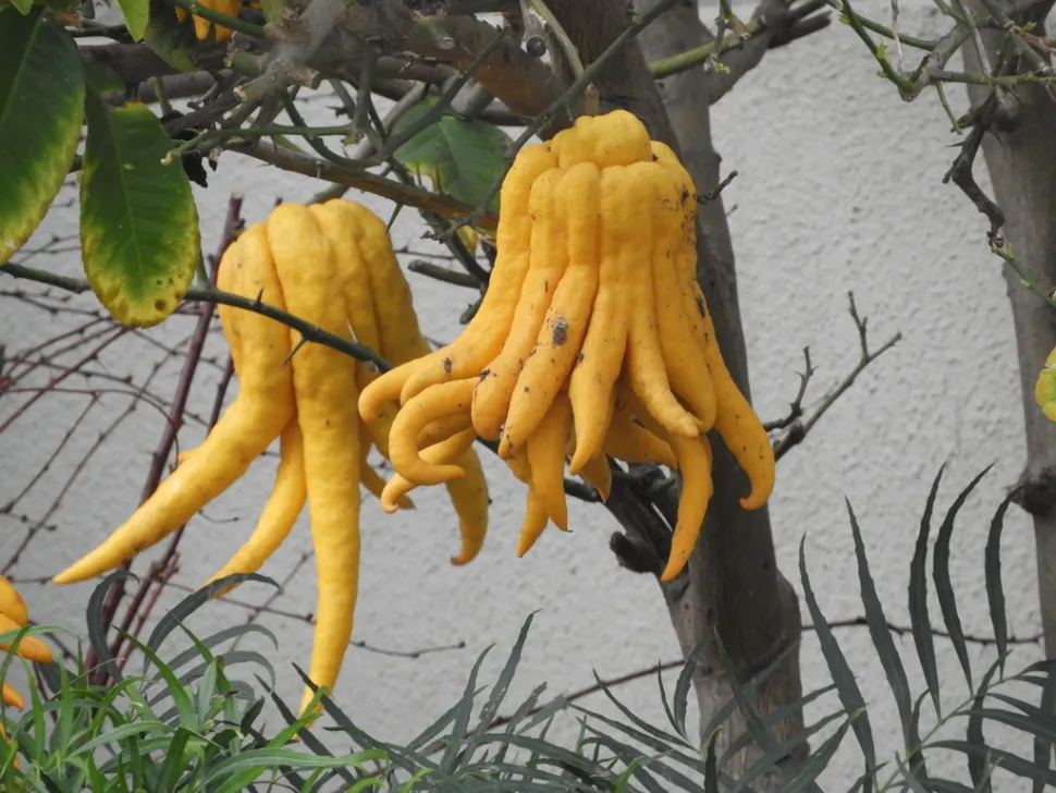 Verteerd citronfruit