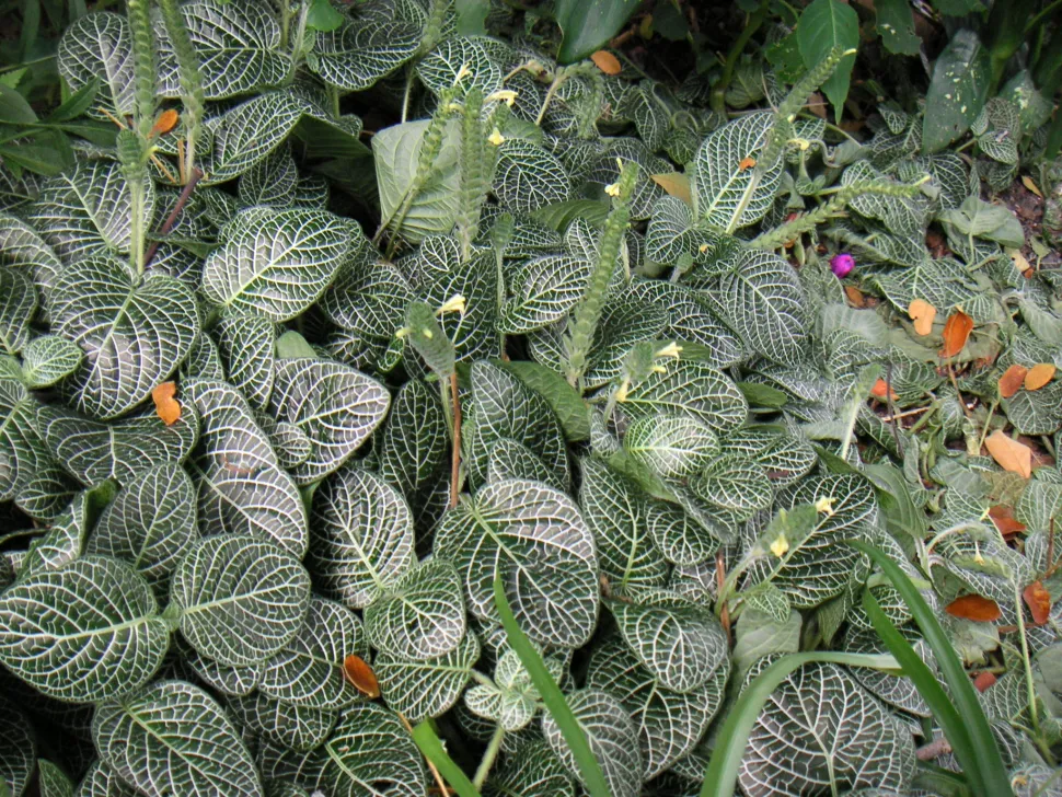Fittonia albivenis in fiore