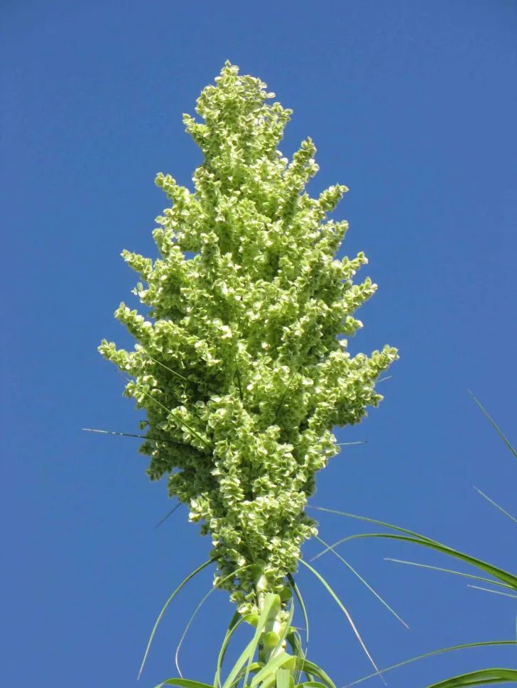 Cachos de flores verdes de Dracaena cinnabari