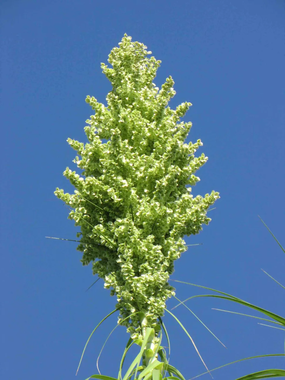Flores verdes Dracaena cinnabari