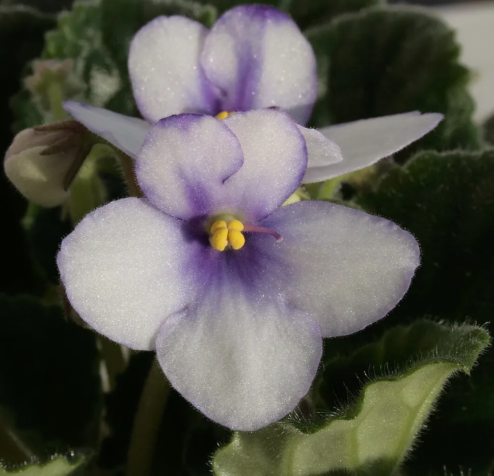 Saintpaulia ionantha Weiße und violette Blüten