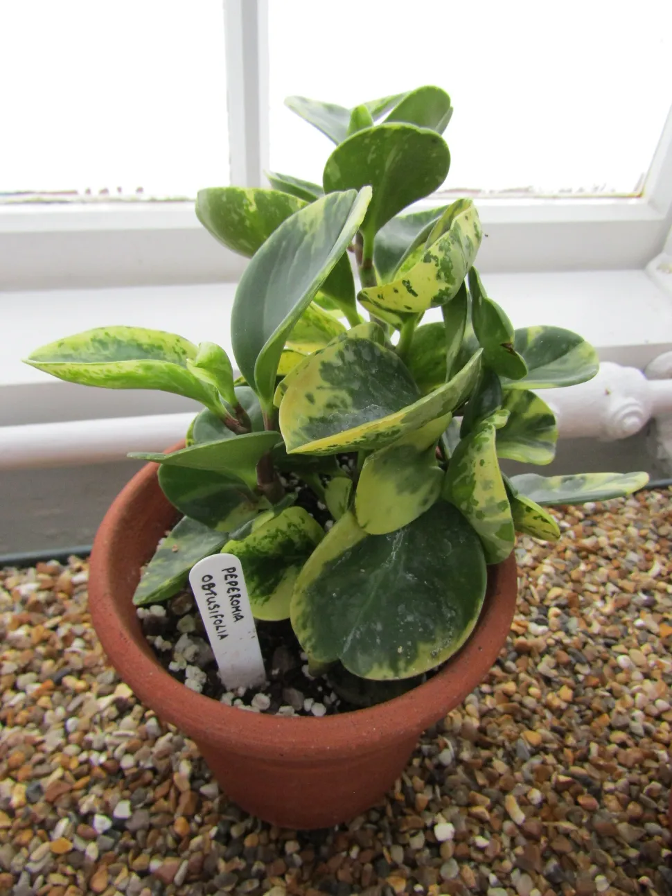 Peperomia obtusifolia panaschiert