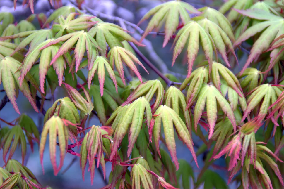 Foglie lobate verdi e rosse dell’Acer palmatum