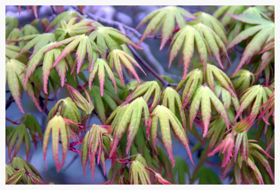 Green and red lobed leaves of Acer palmatum