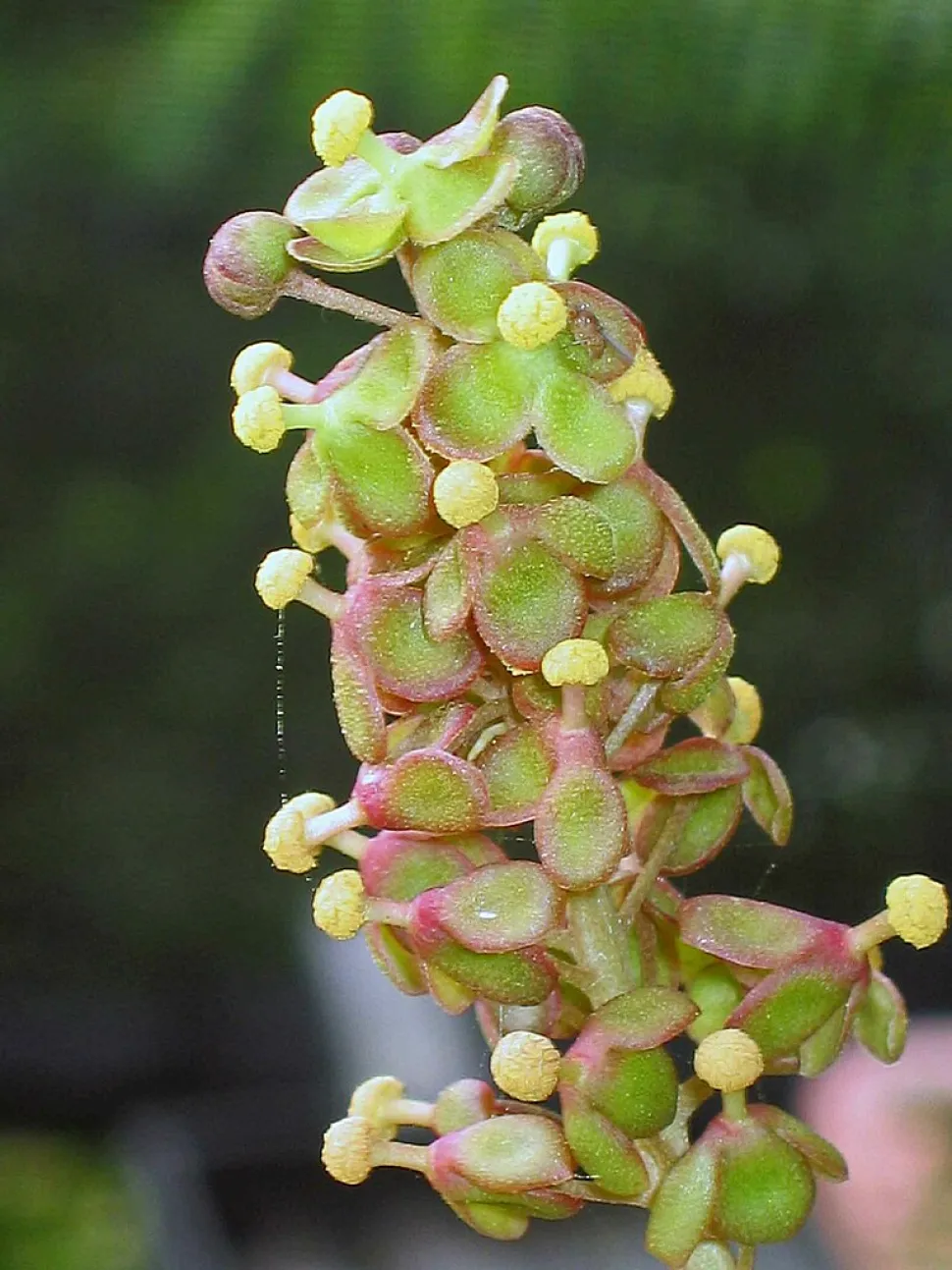 Blomster af Nepenthes alata