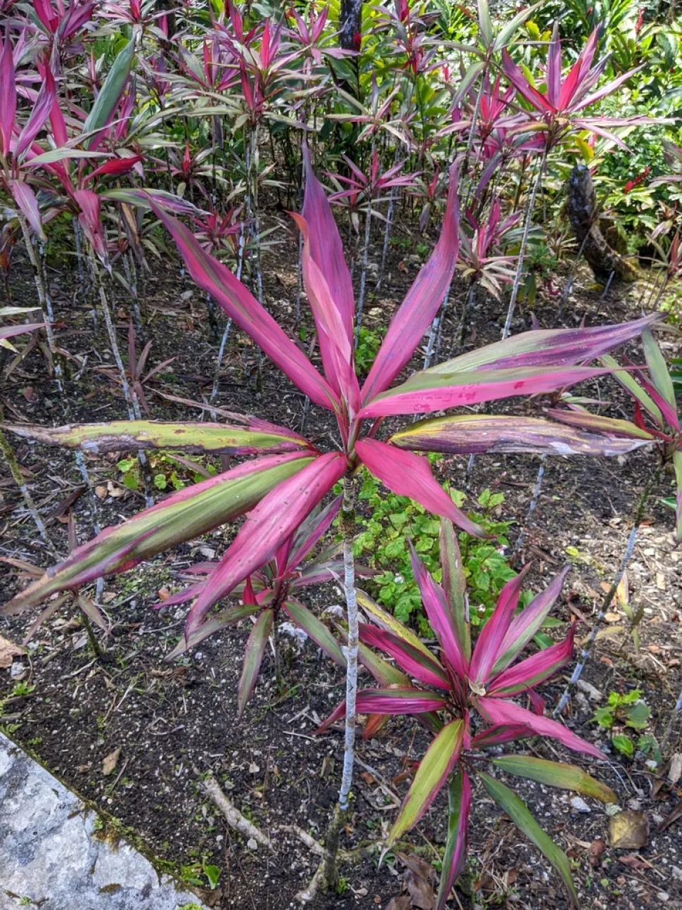 Cordyline fruticosa hojas rosas Adam Kranz