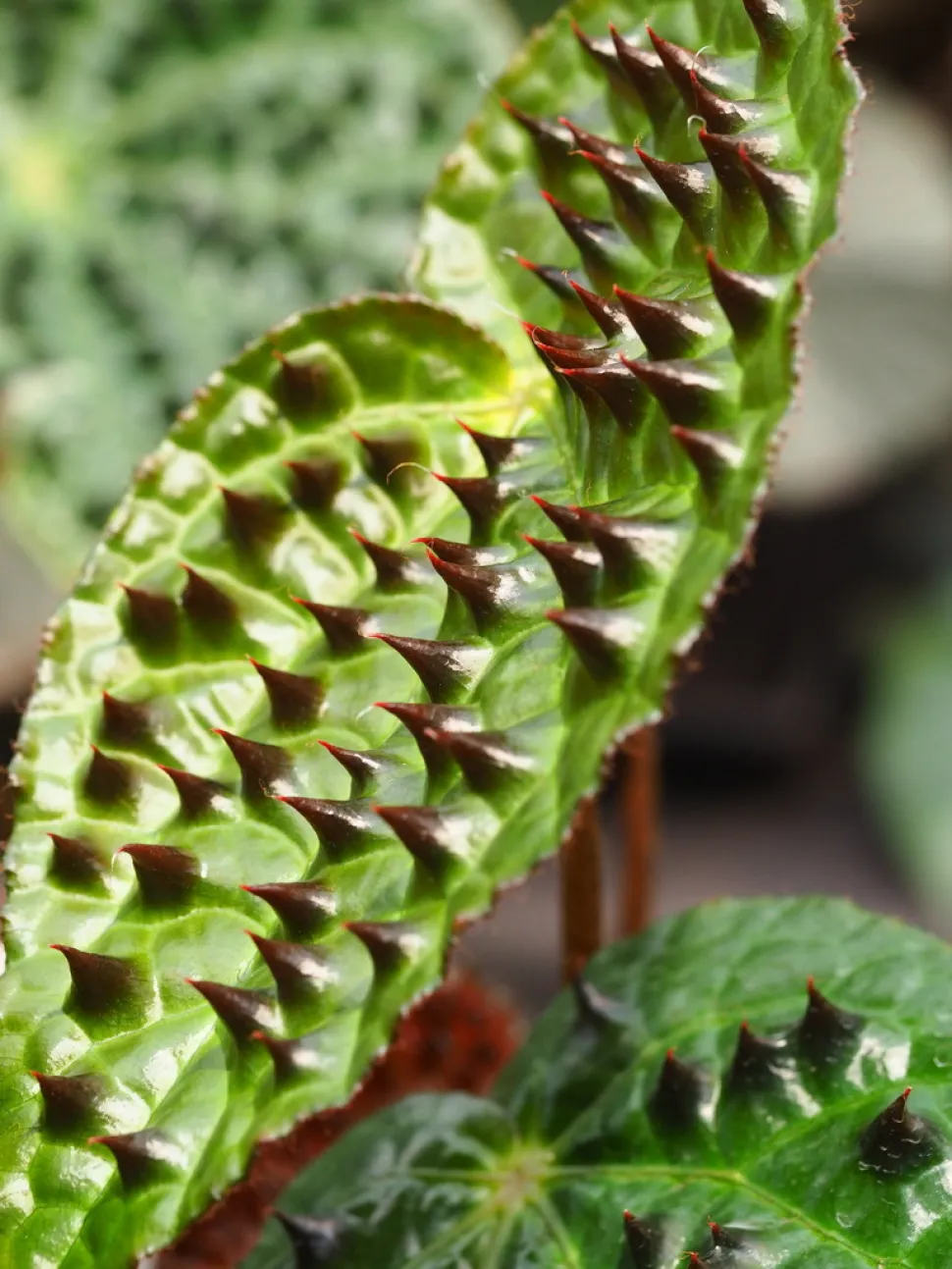 Blätter braune Dornen Begonia ferox