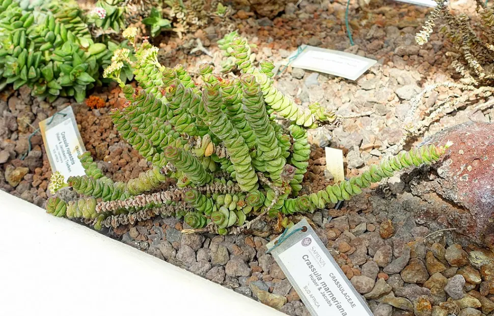 Crassula marnieriana im Freiland