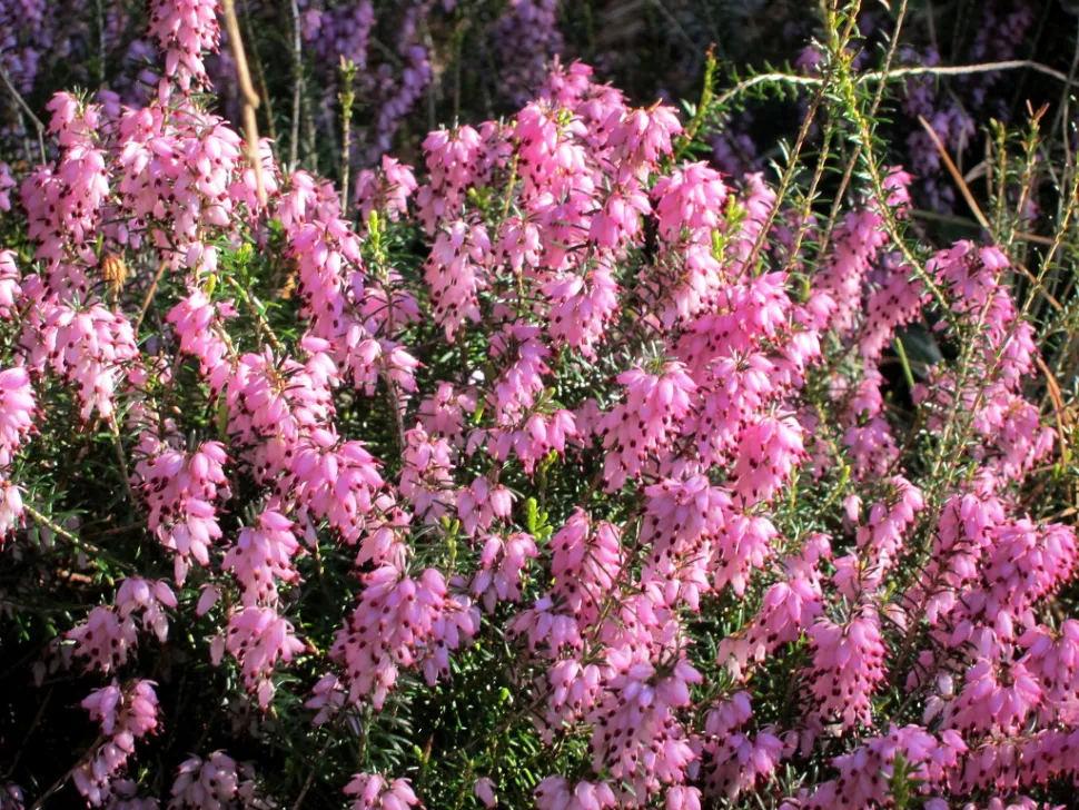 Flores cor-de-rosa da urze alpina Erica carnea