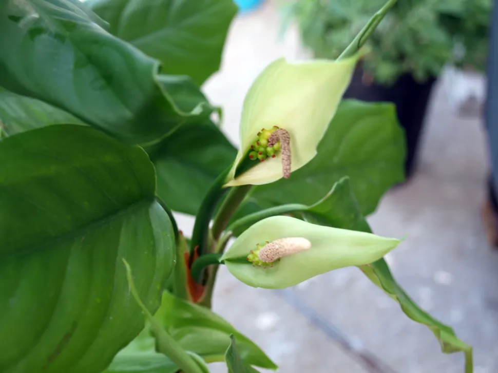 Bloem van Aglaonema modestum