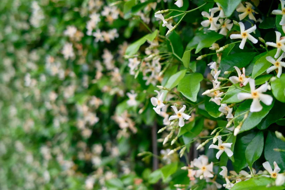 Blumen Trachelospemrum asiaticum
