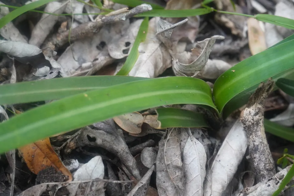 Hojas de Clivia nobilis