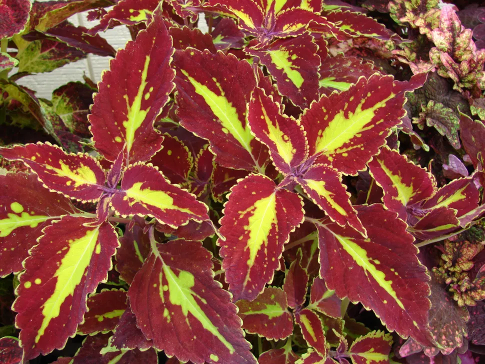 Plectranthus scutellarioides mit blassgrünen Blättern mit roter Panaschierung