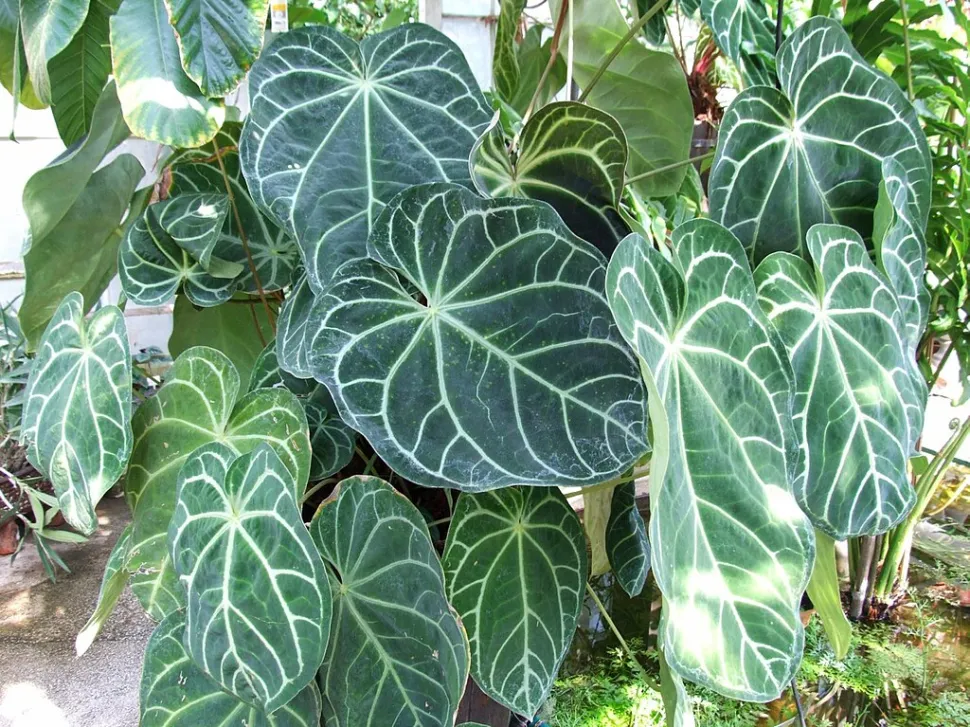 Anthurium magnificum in de grond