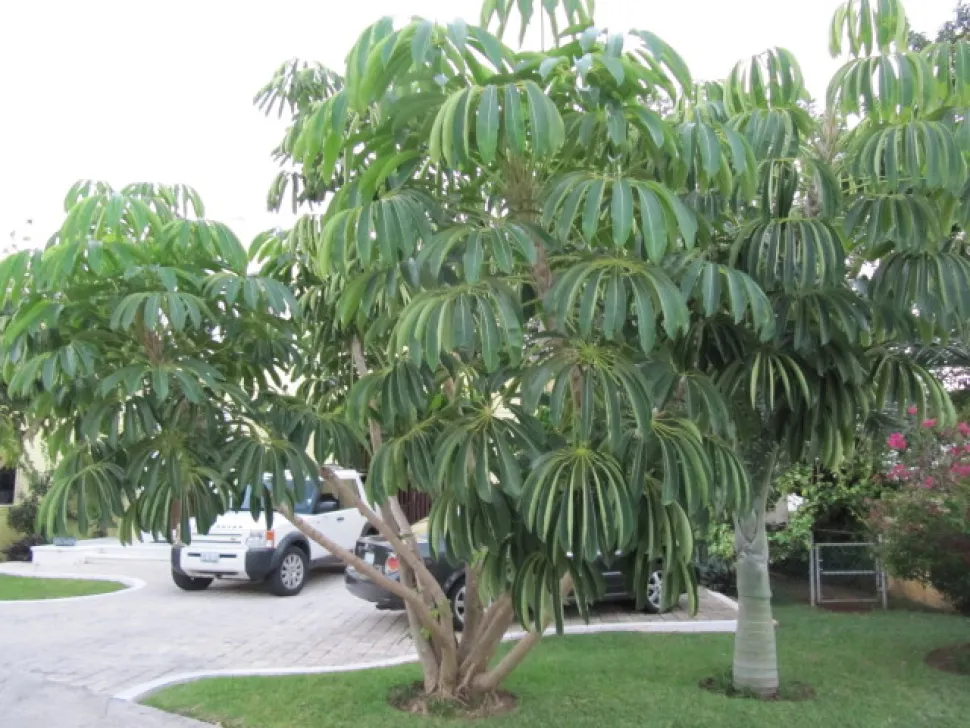 Schefflera actinophylla i naturen