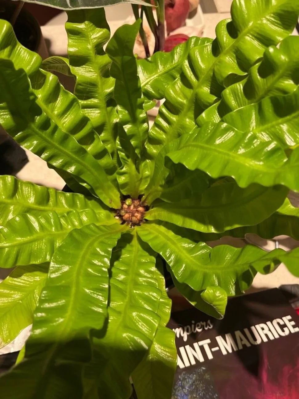 Bird's nest fern heart Crispy Wave
