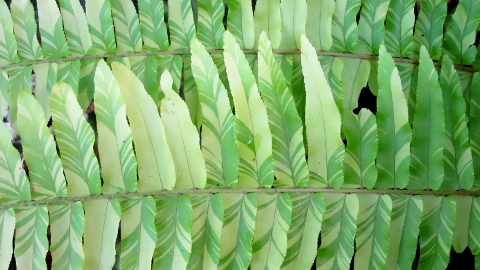 Close-up of Boston fern