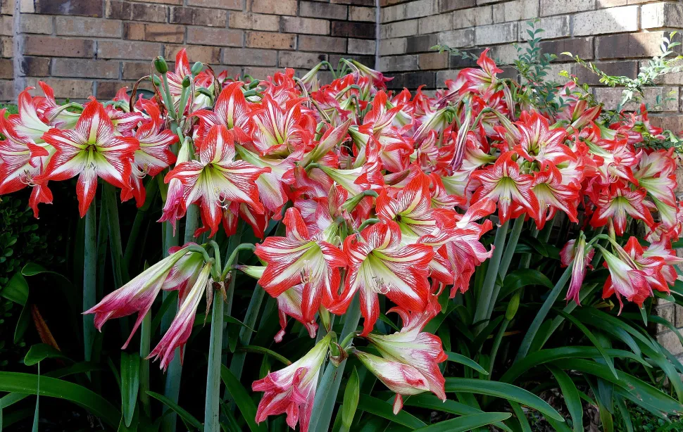Hippeastrum Amaryllis rouge et blanche