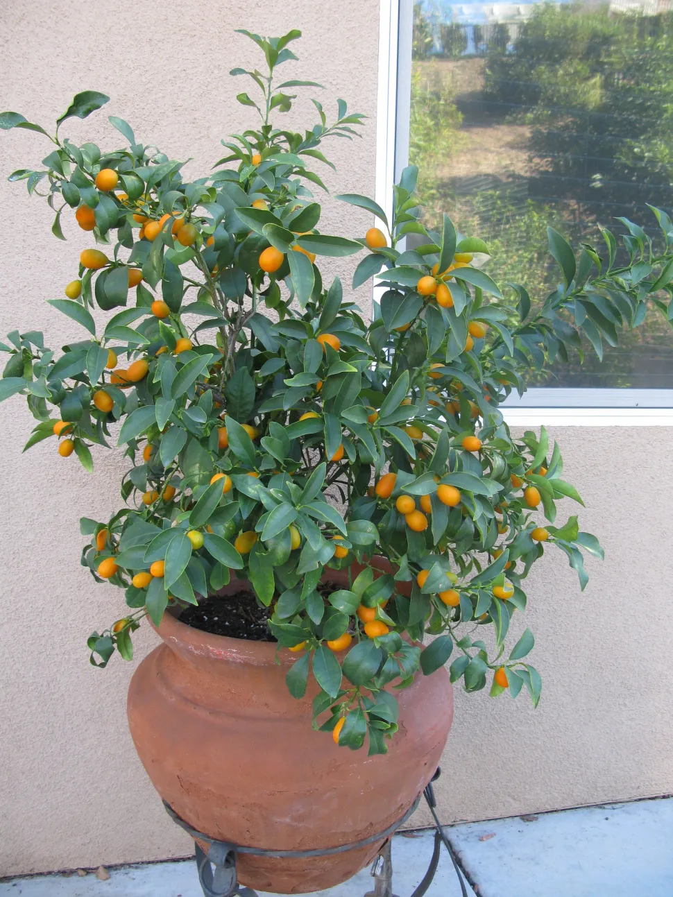 Kumquat Citrus margarita i en potte