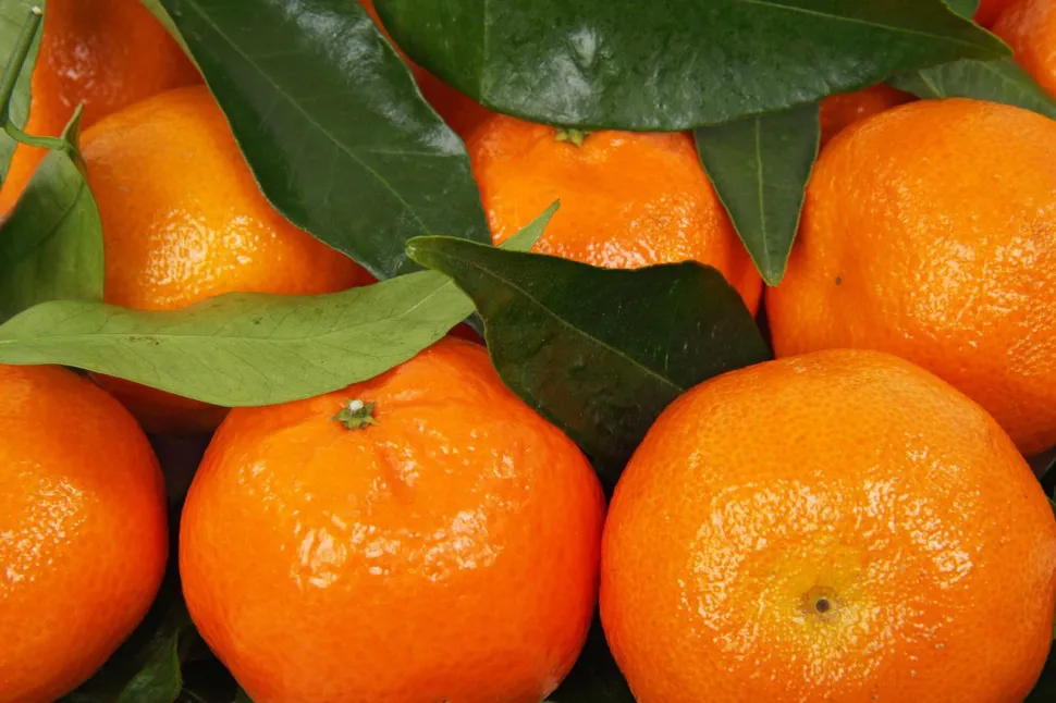 Frugter orange klementiner grønne blade