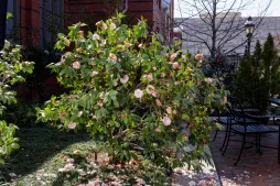 Camélia 'Nuccio's pearl' rose et blanc